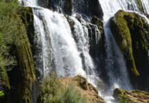 Renewed Activity of the Macedonian Committee