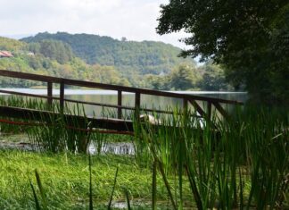 Fraudulent Naturalization Claims